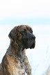 portrait du dogue allemand adulte au regard attentif portrait du dogue allemand adulte au regard attentif