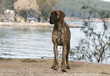 la pose fière du dogue allemand près d'un lac la pose fière du dogue allemand près d'un lac