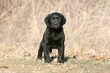 balade en campagne pour le chiot labrador seul vu de face balade en campagne pour le chiot labrador seul vu de face