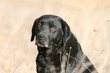 portrait du labrador sous le soleil dans un champ portrait du labrador sous le soleil dans un champ