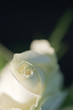 Weiße Rose 3 Weiße Rose 3
