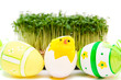 easter egg and cress isolated on white