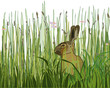 Hase im Gras