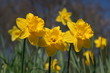 Daffodils