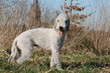 bedlington terrier blanc adulte debout de profil tire la langue