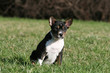 jeune basenji assis dans l'herbe à la campagne jeune basenji assis dans l'herbe à la campagne