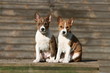 pose de deux jeunes basenji assis au soleil pose de deux jeunes basenji assis au soleil