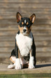 la basenji assis immobile et fier vu de face la basenji assis immobile et fier vu de face
