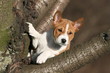 position decontractée du basenji dans un arbre du jardin position decontractée du basenji dans un arbre du jardin