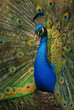 Peacock male Peacock male