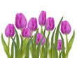 Blümenhintergrund,Tulpen