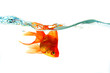 Goldfish