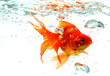 Goldfish