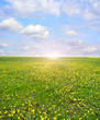 field dandelion dawn