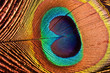 The Peacock's Feather