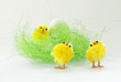 Easter Chickens