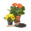 gardening