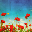 grunge poppies