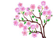 Blossom Branch.