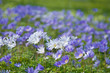 anemones
