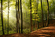 Morning in forest Morning in forest