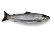Foto: Trout - Isolated Trout - Isolated