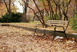 Bench in Park