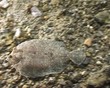 Brill (C047)