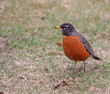 Robin (Turdus Migratorius)