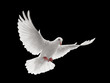 dove flying