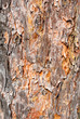 Tree bark