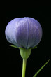Ballonblume, Platycodon grandiflorum