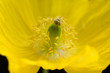 Scheinmohn, Meconopsis, cambrica