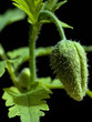Scheinmohn, Meconopsis, Knospe