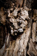 Gnarled Tree Trunk