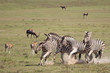 Burchell zebras
