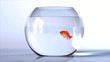 goldfish salto