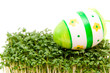 easter egg and cress isolated on white