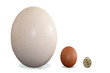Eier