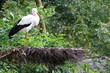 stork