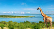 Nile river, Uganda