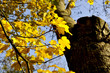 automne