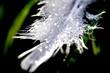 plume blanche
