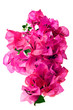 Bougainvillea with pink blossoms isolated on white background