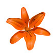 tiger lilly isolated on a white background
