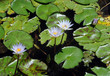 Pastel violet water lilies on bright green lily pads Pastel violet water lilies on bright green lily pads