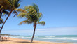 Beautiful tropical beach with palm tree Beautiful tropical beach with palm tree
