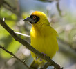 Yellow Bird Red Eye