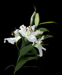 lily
