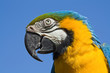 Portrait eines Ara (Ara Ararauna)